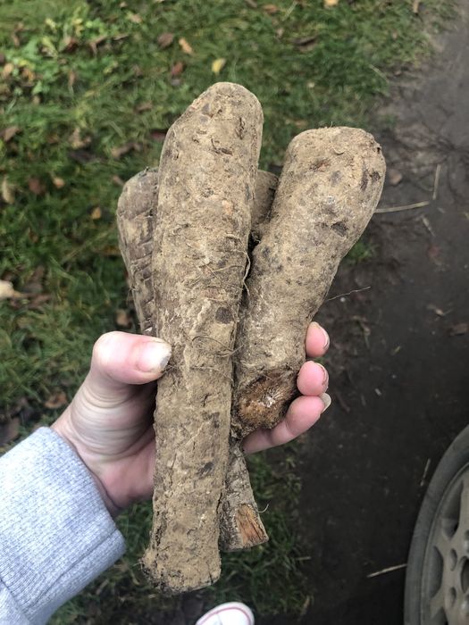 Łopian, swiezy korzen duzy