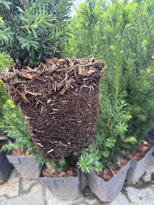 Cis pośredni Hillii sadzonki na Zimozielony żywopłot Doniczka c3