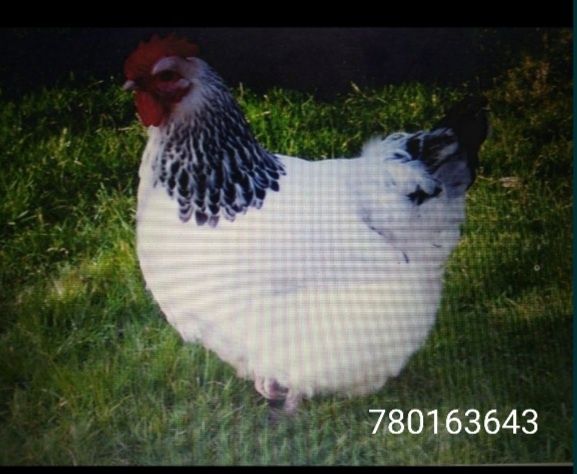Sprzedam kury nioski Dowóz Gratis