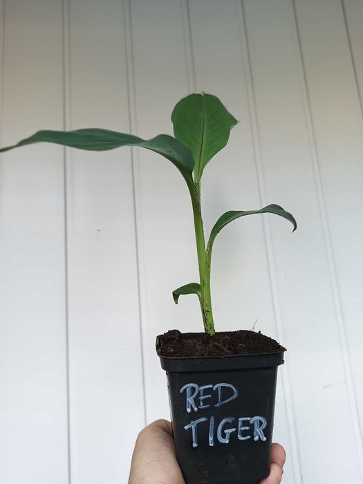 Bananowiec MUSA SIKKIMENSIS RED TIGER sadzonka P9 banan 20CM