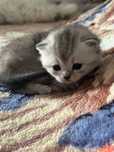 Gatinho British, muito boa linhagem