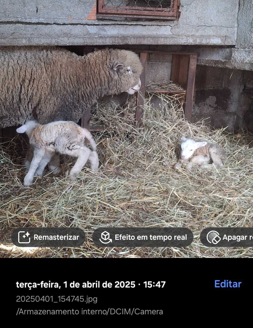 Borrega il france pura