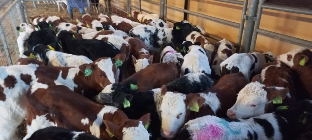 Byczki mięsne oraz krzyżówki ras mięsnych