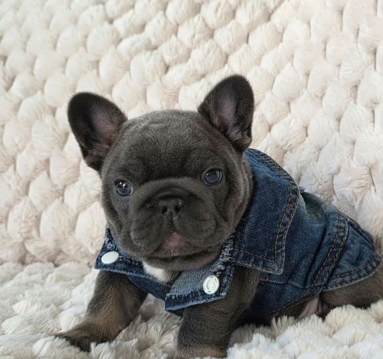 Блакитний    , хлопчик