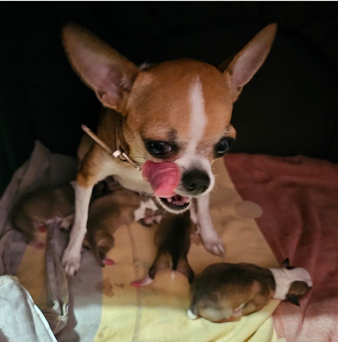 Chihuahua maleńka suczka