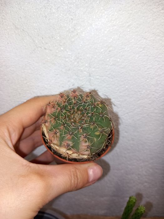 Vendo varias suculentas e cactos