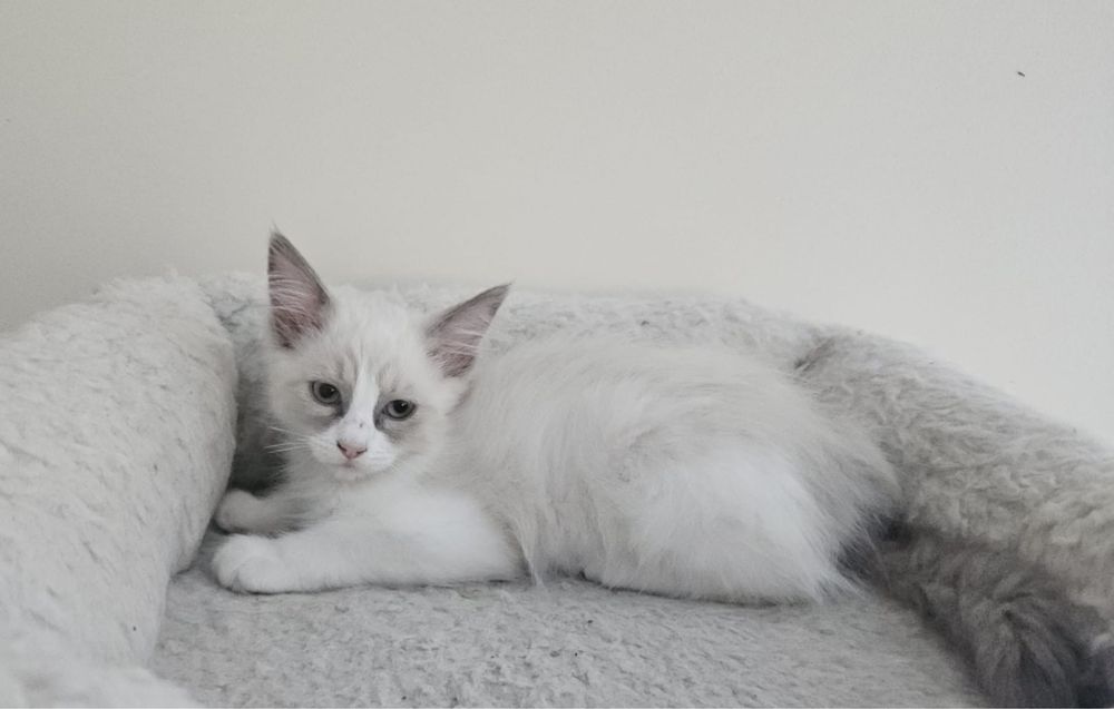 Młoda kotka Ragdoll