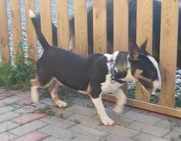 Bulterier miniaturowy pies hodowlany FCI/ZKwP na sprzedaż