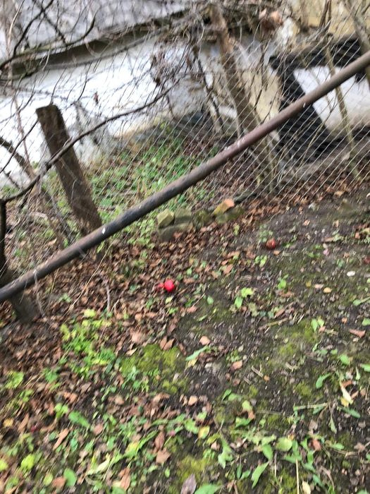 Продам кінні САНИ