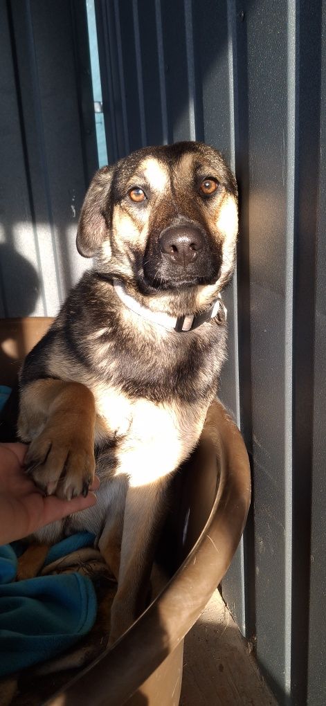 Malinka poleca się do adopcji