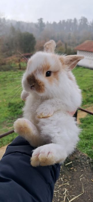 Coelho anão mini lop