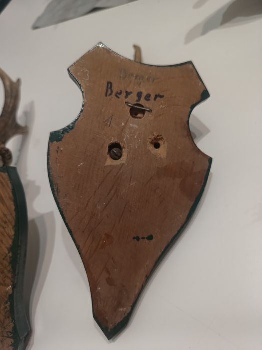 Poroża Jelonka na desce