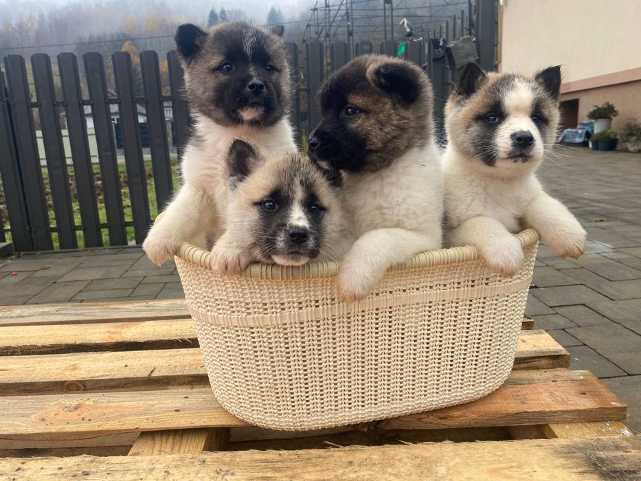 Щенята Амереканська акіта