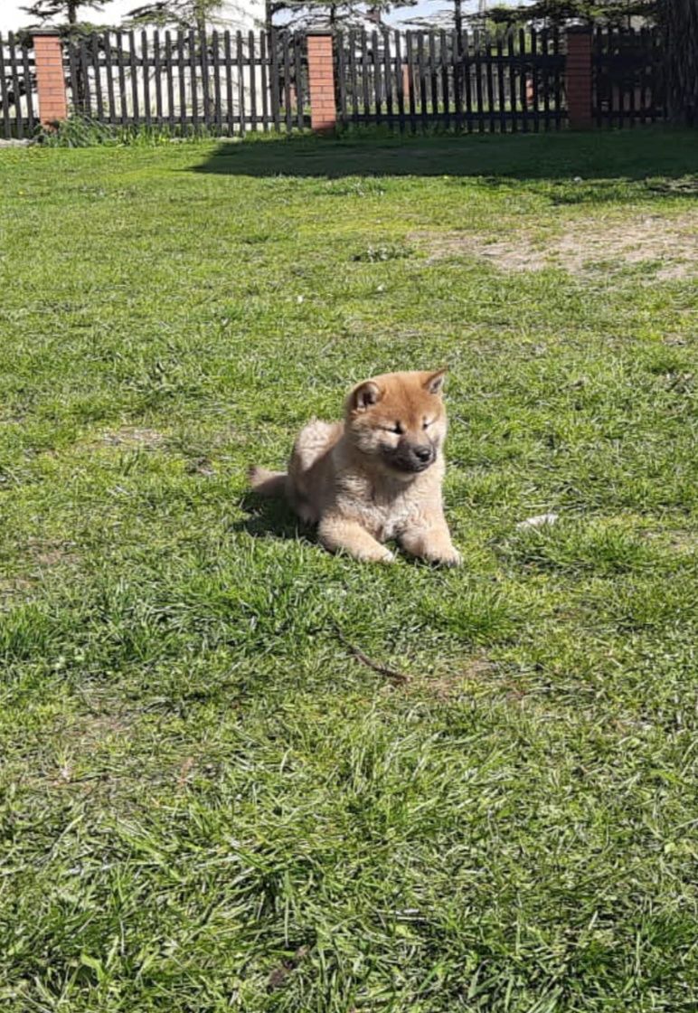 Shiba Inu szczeniak RUDY SAMIEC Wrzosowa Zagroda FCI ZKwP