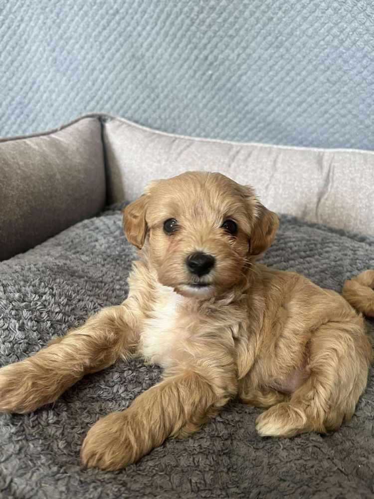Maltipoo chłopiec gotowy do odbioru