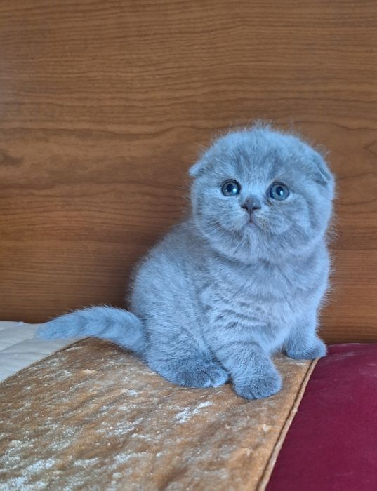 Fêmea scottish fold azul