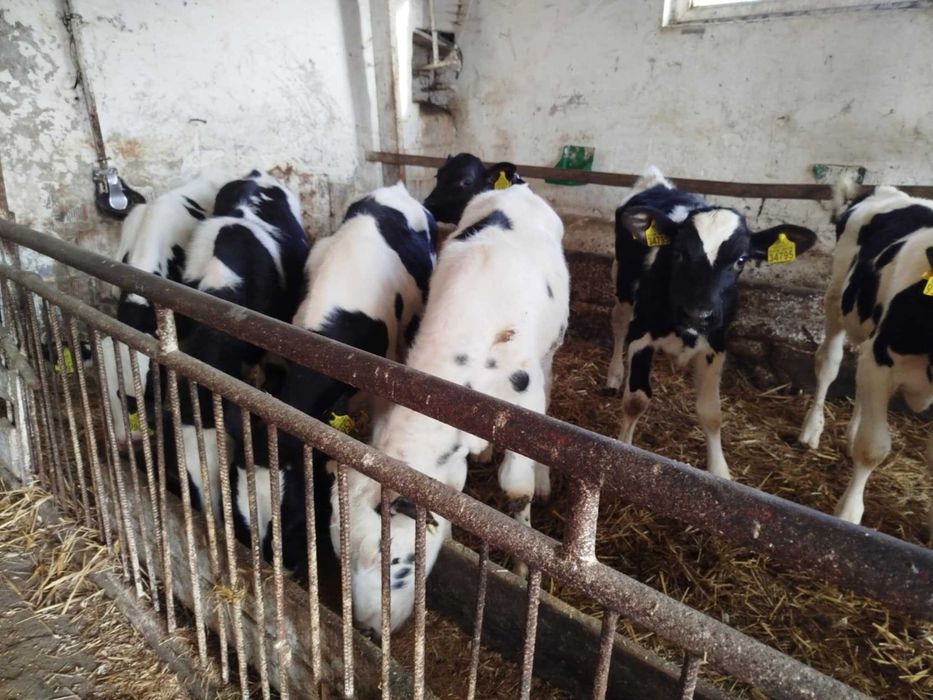 Sprzedam Byczki Żarłaki