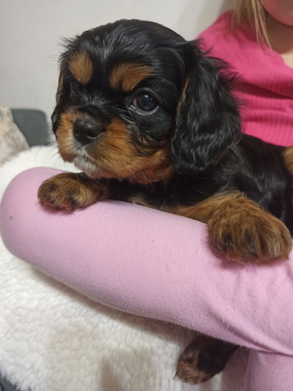 Cavalier King Charles Spaniel