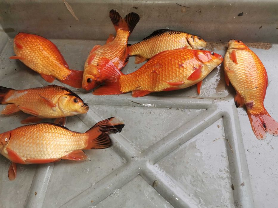 tarlak karaś koi karp koi kroczek inne lin amur tołpyga