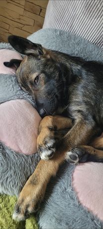 Gaja do adopcji.