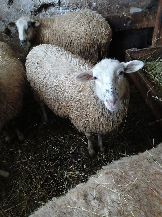 Sprzedam kotną owcę Olkuską