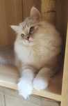 Kocurek ragdoll blue mitted lynx po mamie International Champion