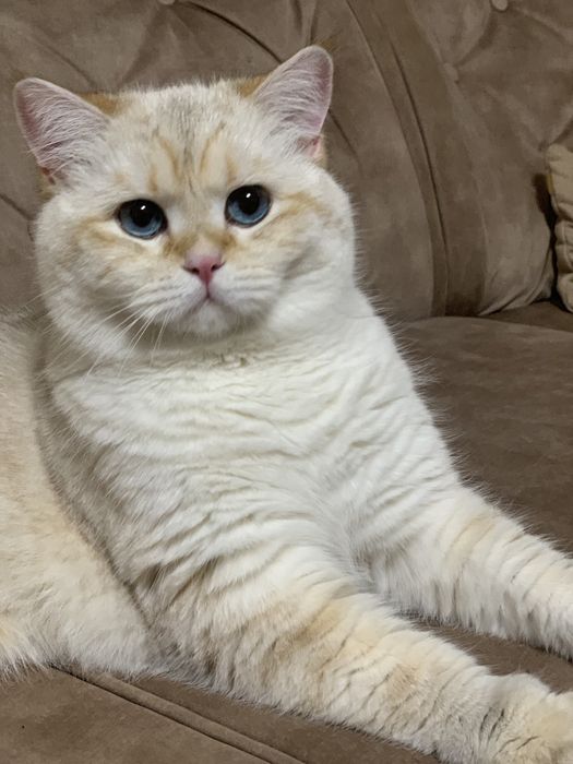 Шотландський котик в‘язка