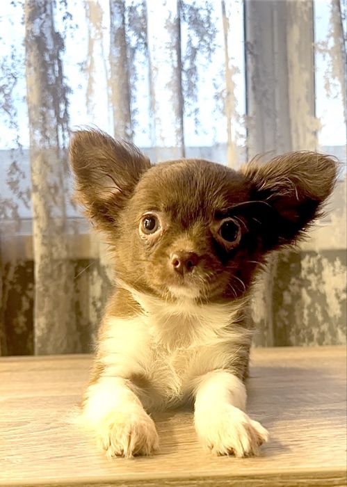 Дівчинка чихуахуа