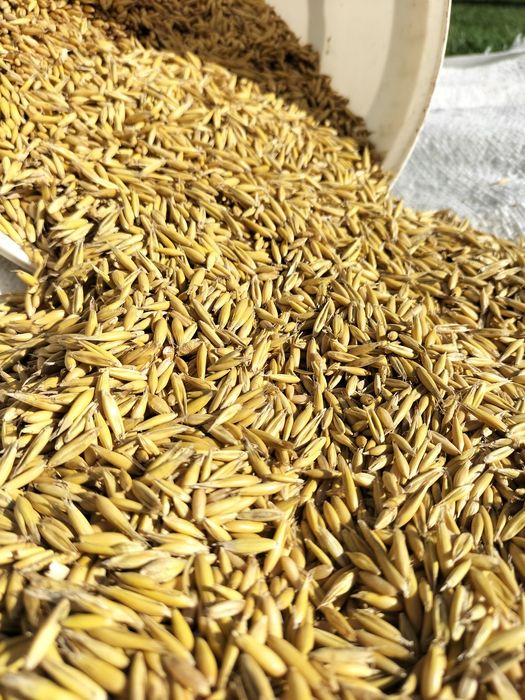 Owies paszowy – świeże ziarno dla kur gołębi i papug worki 20kg