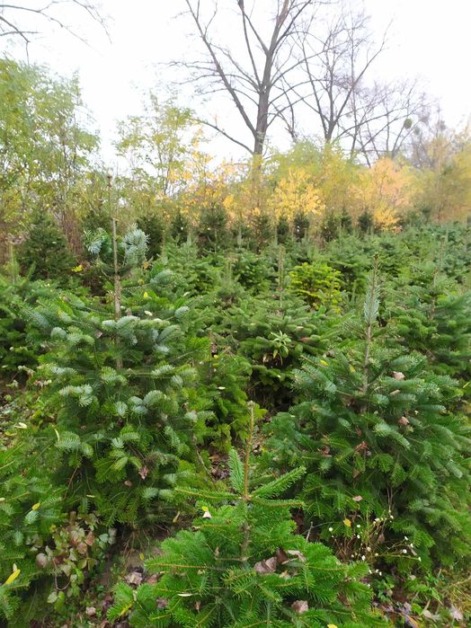 Jodła kaukaska , świerk , tuja - WŁASNA PLANTACJA