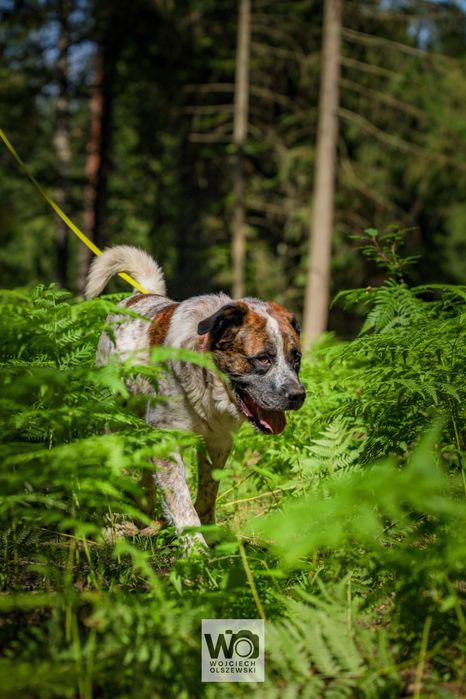 BOSS - w typie bernardyna