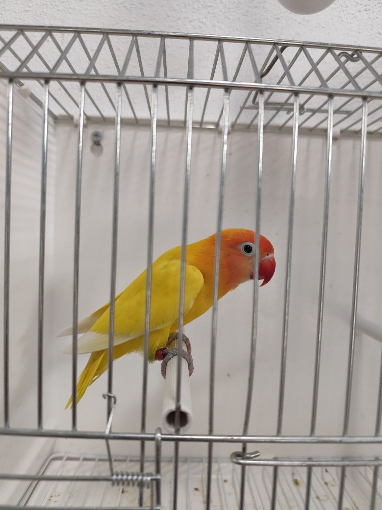 Agapornis Personatus