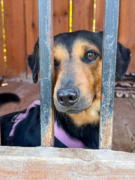 Scooby, najlepszy przyjaciel do adopcji
