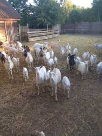 Продам дійні  кози