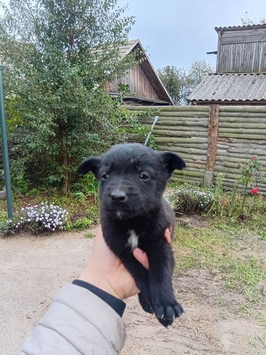 Хвостики шукають дім.  Два хлопчики і дві дівчинки