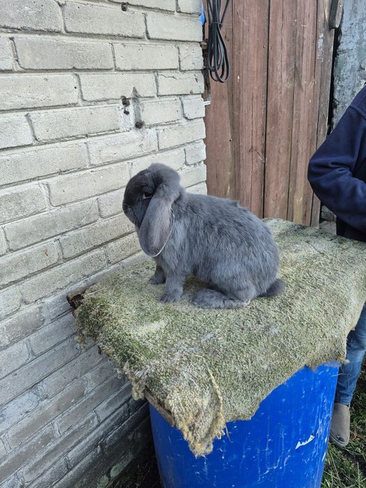 Sprzedam barany francuskie