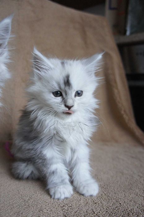 kotka SHADED Maine coon  -rodowód FPL/FIFE - ns11