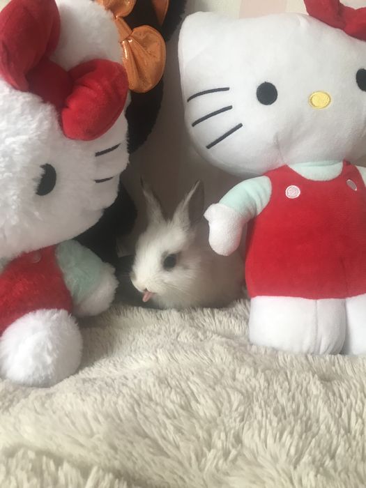 Oddam króliczki miniaturki