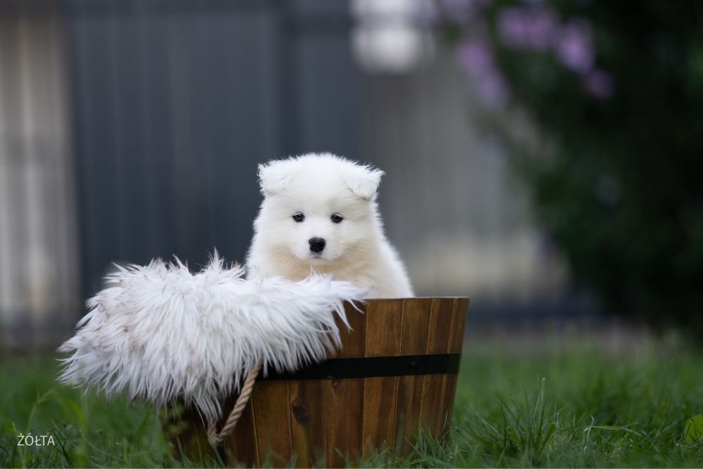 Zapowiedź miotu Samoyed FCI SHINING WHITE STAR szczeniaki na świecie!