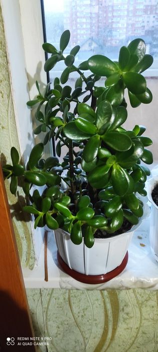 Денежное дерево или красула