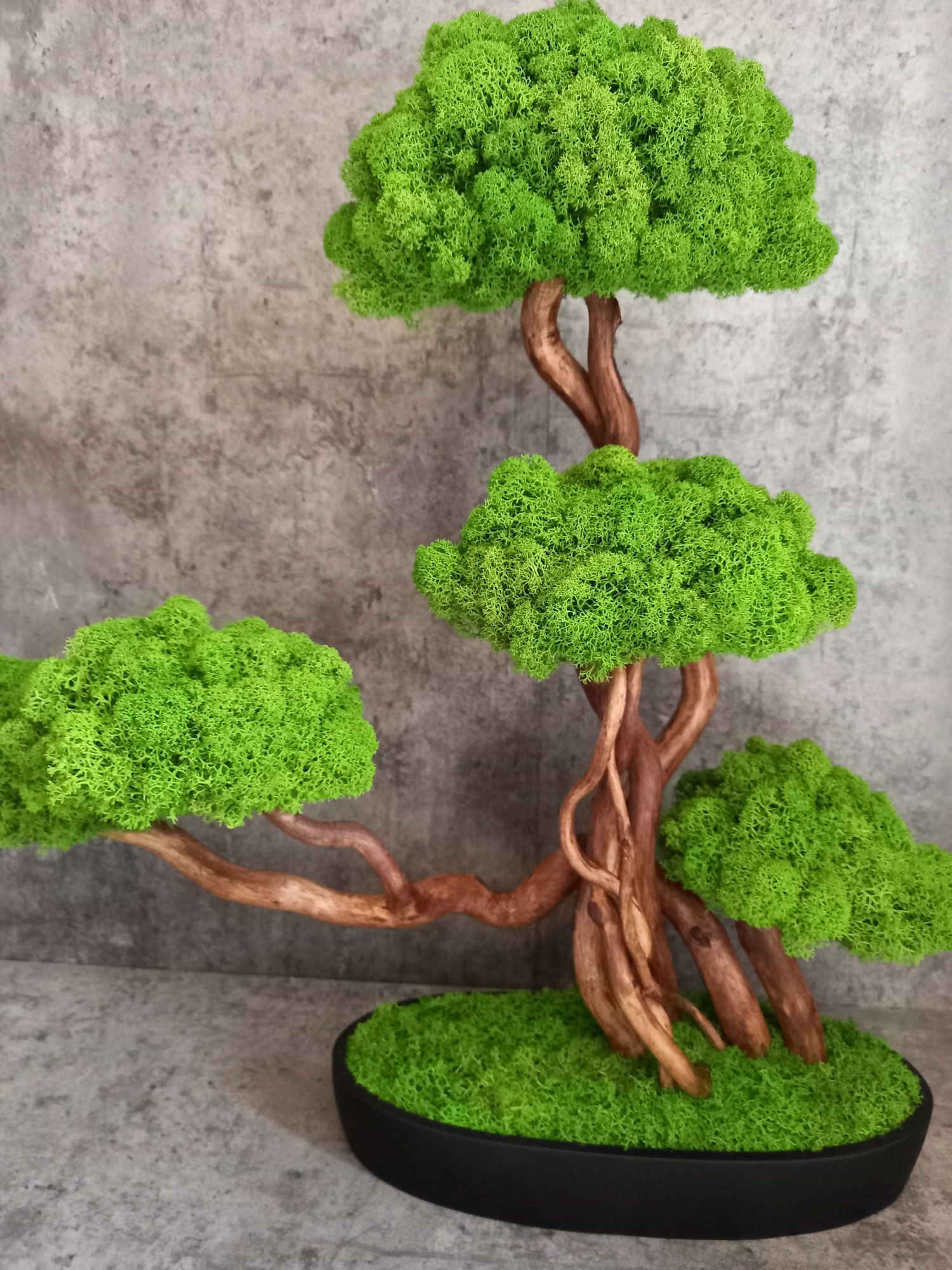 Dekoracja do domu, biura. Drzewko Bonsai. Mech  Chrobotek. Prezent.