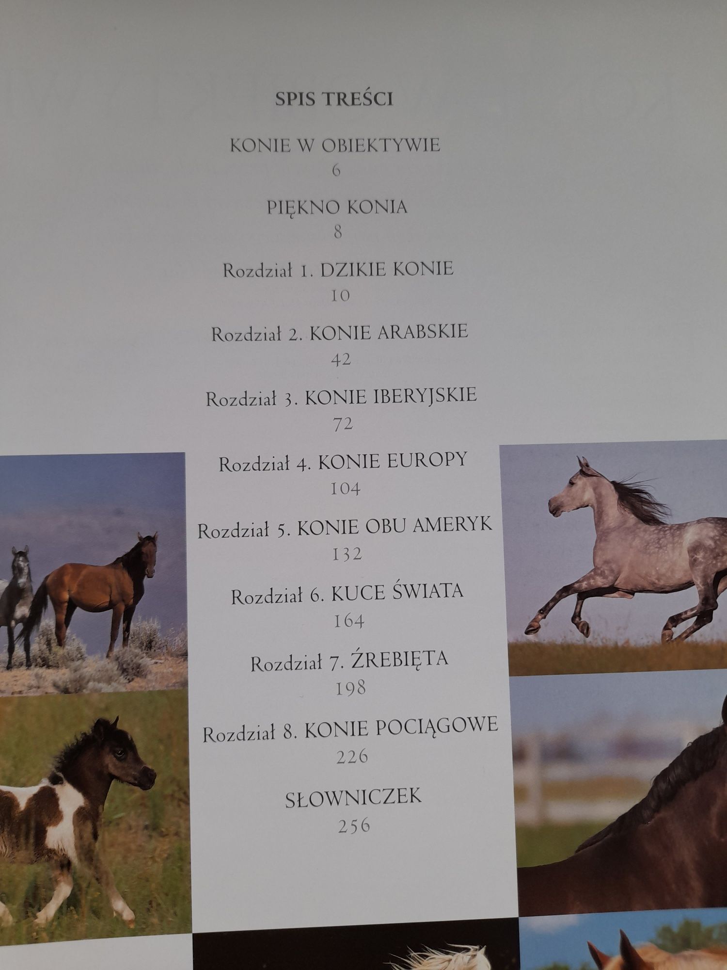 Piękno konia nowy album