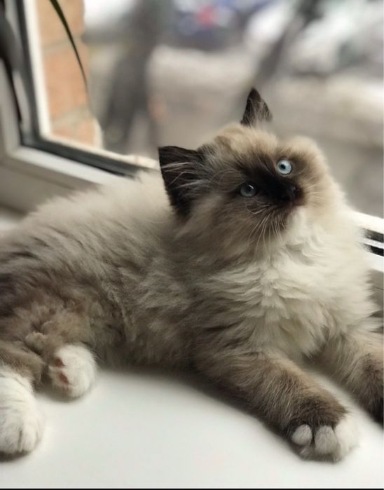 Рэгдолл котята кошечка 1.5мес регдол ragdoll сил поинт кошеня котенок