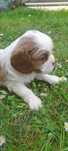 Suczka Cavalier king charles spaniel