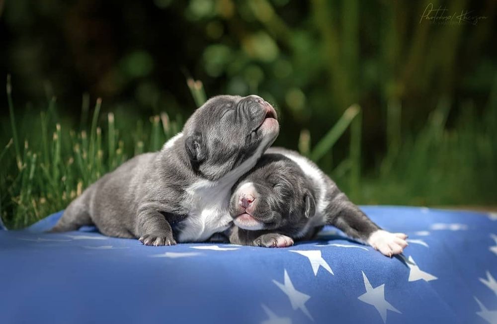 Голубые малыши в тяжолом типе ..