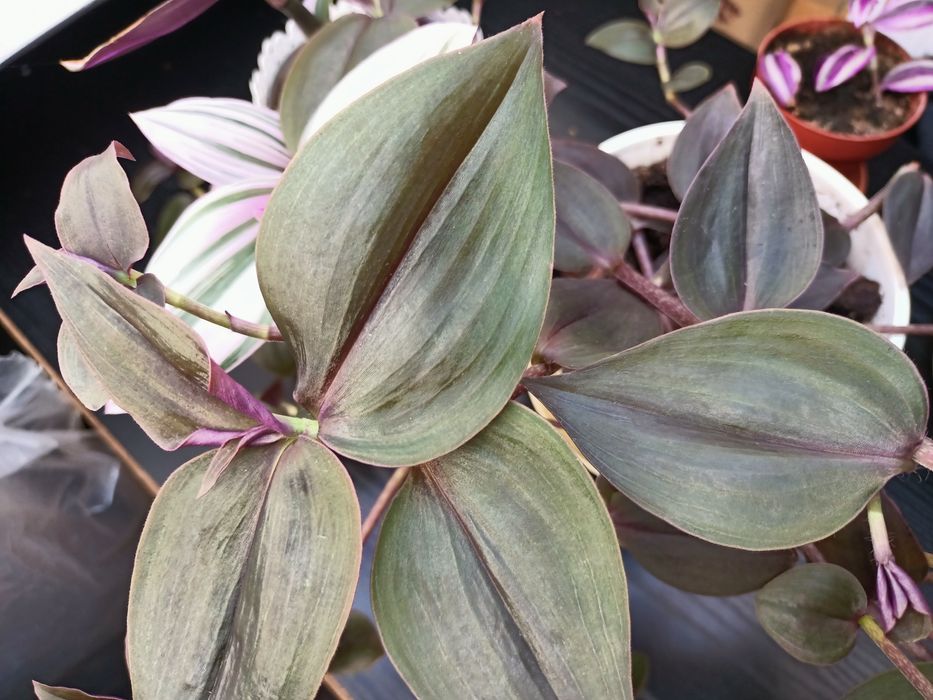 Trzykrotki zestaw 15 odmian Zebrina Silver Evanesce  Yellow  hill