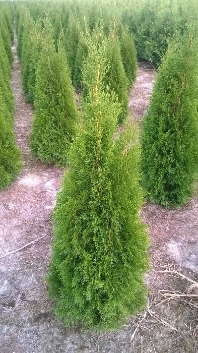 Thuja Tuja SMARAGD 140cm. 30zł/szt RABATY !!! PROMOCJA