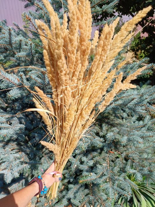 Сухий букет 4 вида