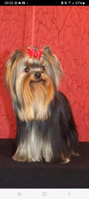 Yorkshire terrier samczyk zkwp fci
