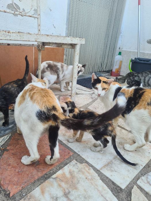 Gatinhos para adopção